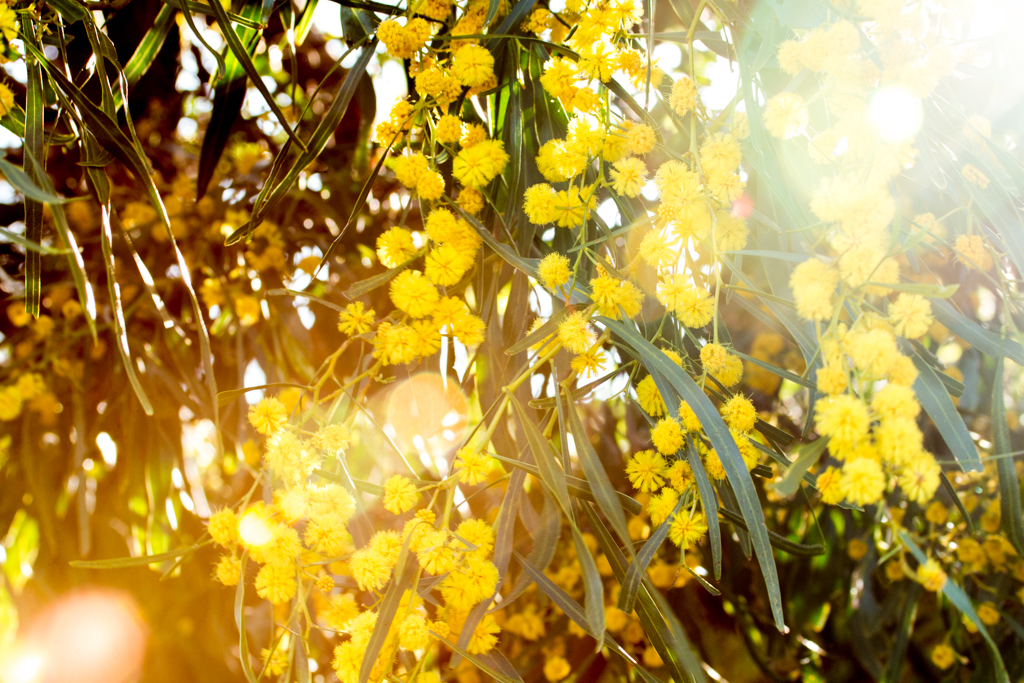 Some sort of Wattle with it's yellow flowers. The sun through the branches was what caught my attention