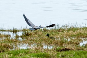 White Faced Heron and a Black Duck