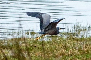 White Faced Heron