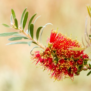 Bottle Brush