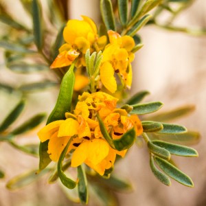 Pretty yellow - Eyre Hwy wild flowers
