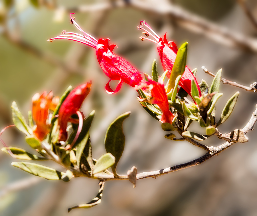 Eremophila duttonii (Budda or Harlequin Fuchsia Bush)