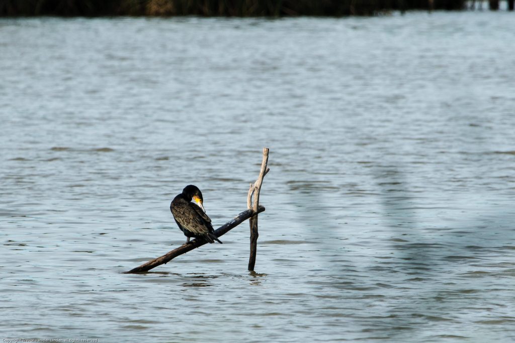 Great Cormorant