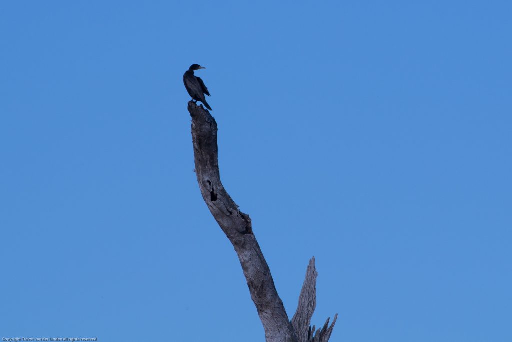 Great Cormorant high above the river