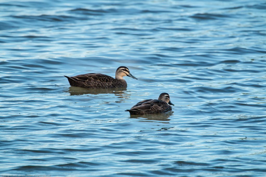 Ducks going for a swim