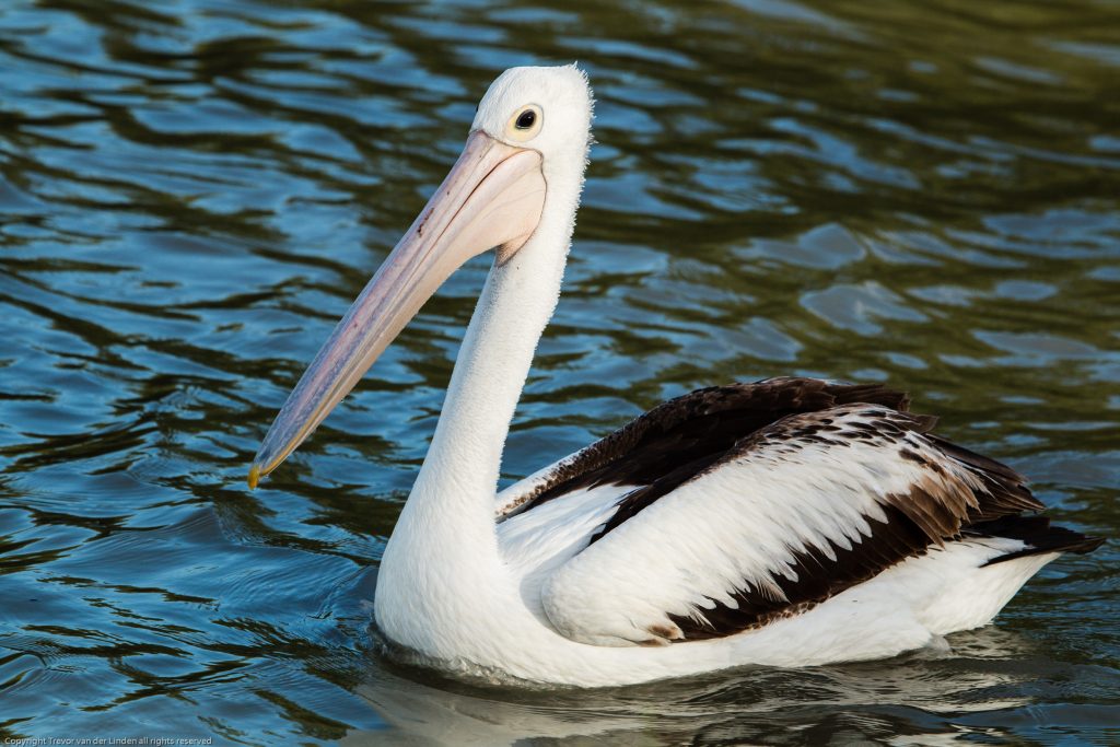 Australian Pelican