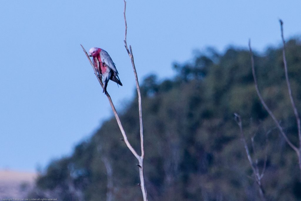 Galah in Mannum