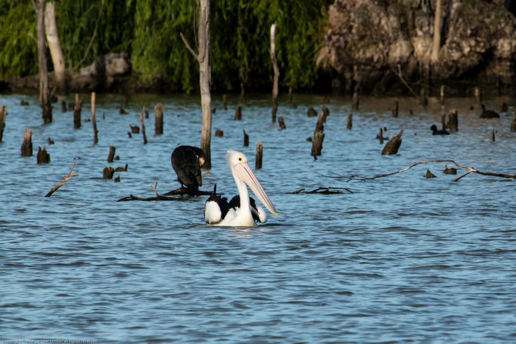 Australian Pelican on River Murray at Mannum in South Australia