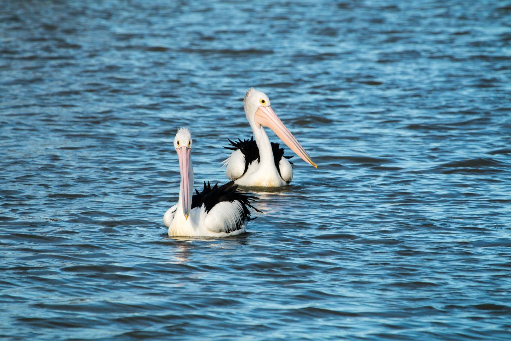 The Pelicans are checking us out