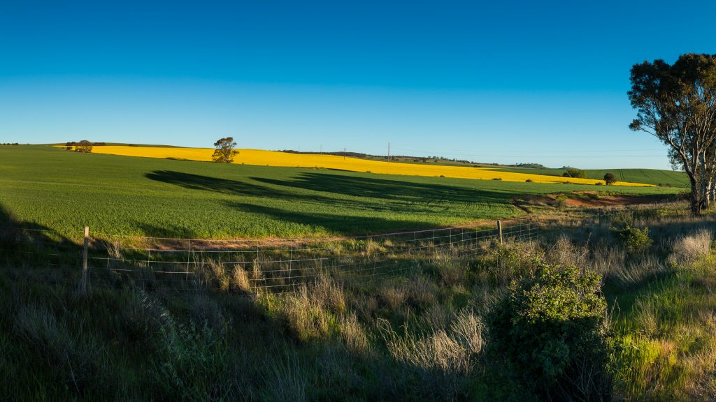 Canola field